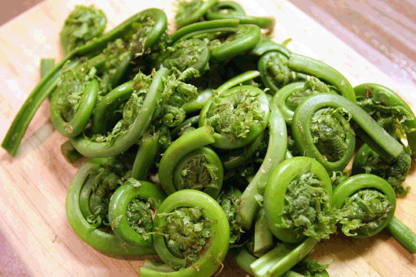 Fiddlehead Fern