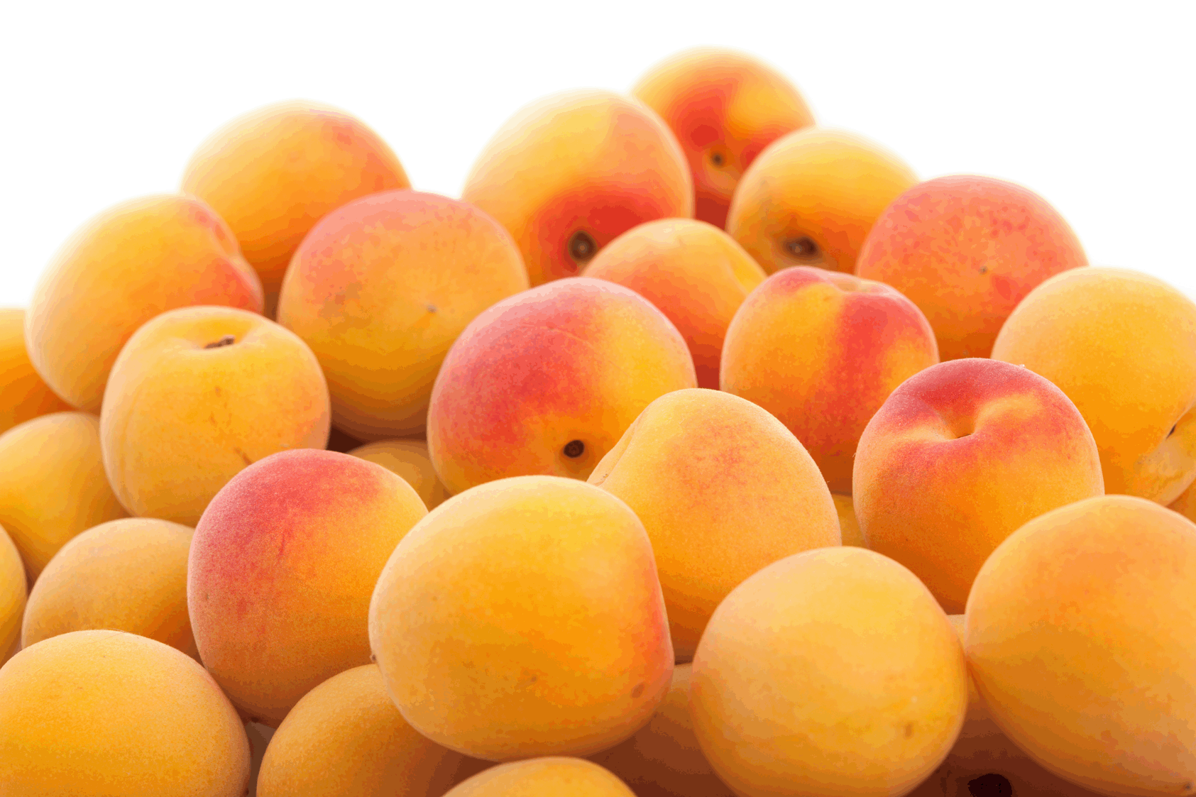 Apricot