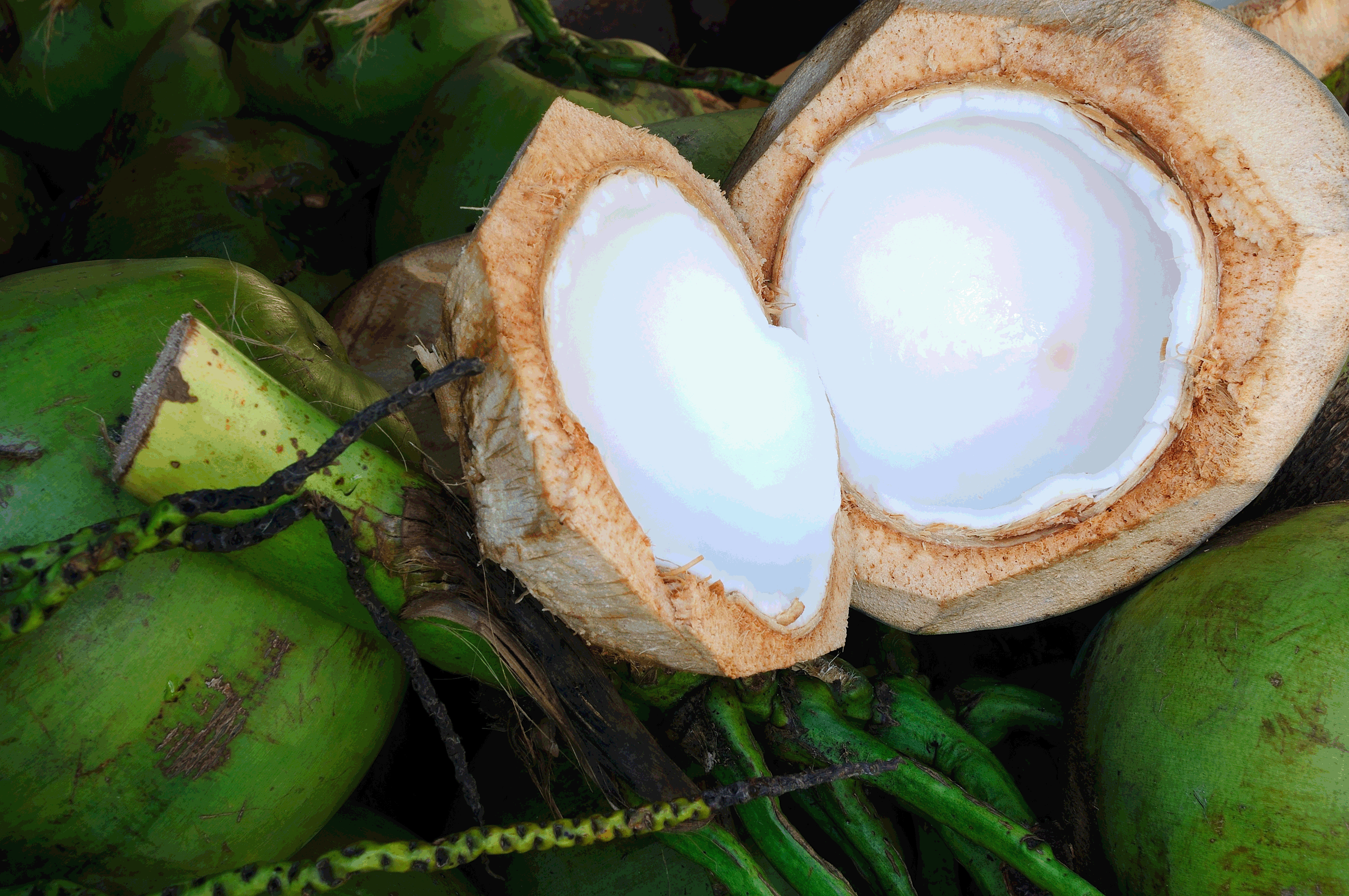 Young Coconut